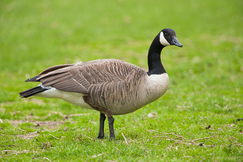 Canada gans